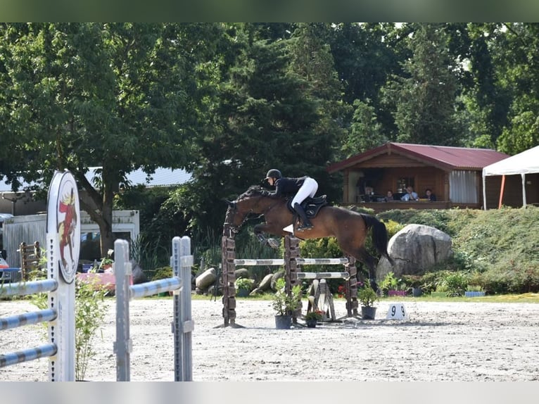 Deutsches Sportpferd Wallach 9 Jahre 174 cm Brauner in Aschersleben Klein Schierstedt