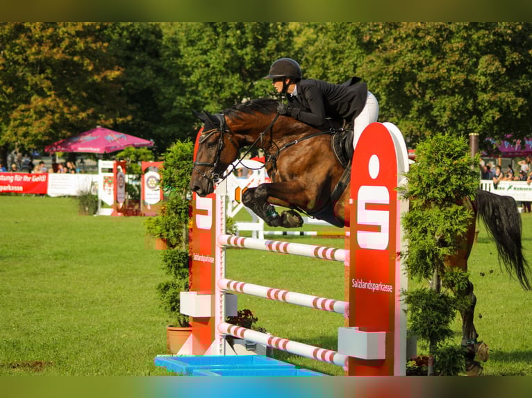 Deutsches Sportpferd Wallach 9 Jahre 174 cm Brauner in Aschersleben Klein Schierstedt