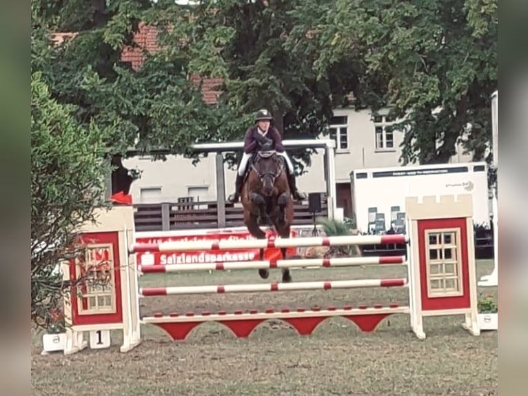 Deutsches Sportpferd Wallach 9 Jahre 174 cm Brauner in Aschersleben Klein Schierstedt
