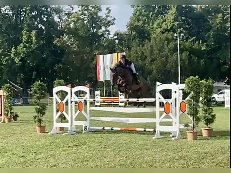 Deutsches Sportpferd Wallach 9 Jahre 174 cm Brauner in Aschersleben Klein Schierstedt