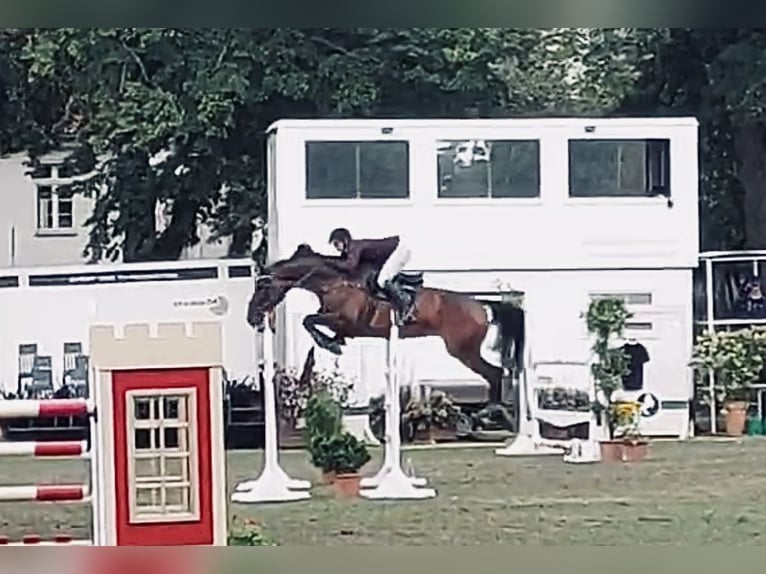 Deutsches Sportpferd Wallach 9 Jahre 174 cm Brauner in Aschersleben Klein Schierstedt