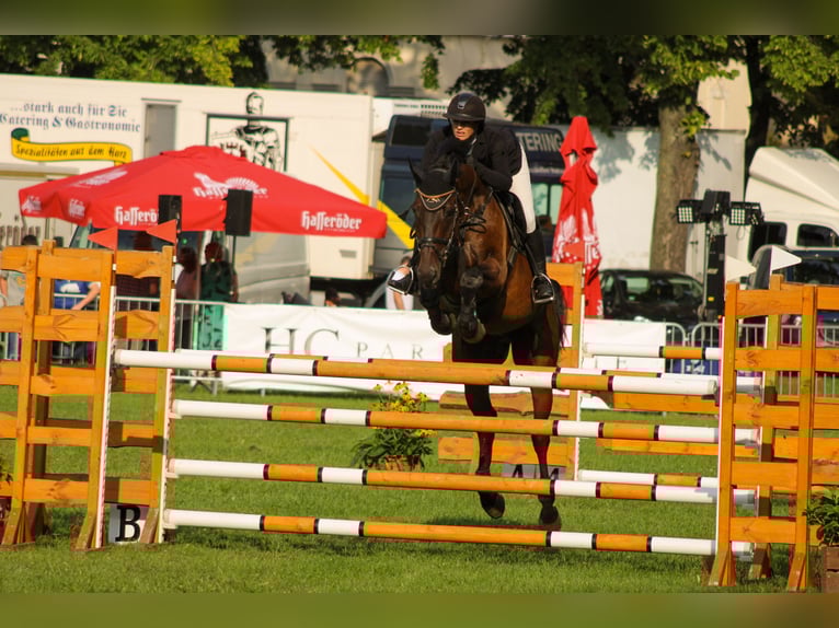 Deutsches Sportpferd Wallach 9 Jahre 174 cm Brauner in Aschersleben Klein Schierstedt