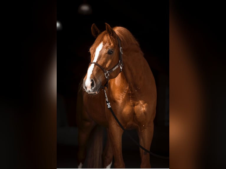 Deutsches Sportpferd Wallach 9 Jahre 174 cm Fuchs in Parsdorf