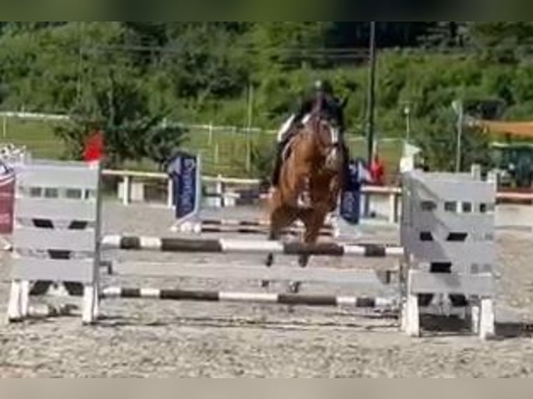 Deutsches Sportpferd Wallach 9 Jahre 174 cm Fuchs in Braunschweig