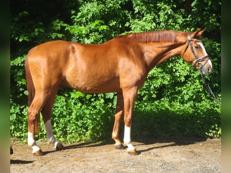 Deutsches Sportpferd Wallach 9 Jahre 174 cm Fuchs in Braunschweig