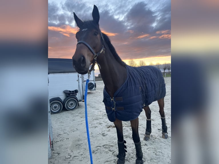 Deutsches Sportpferd Wallach 9 Jahre 175 cm Brauner in Pulheim