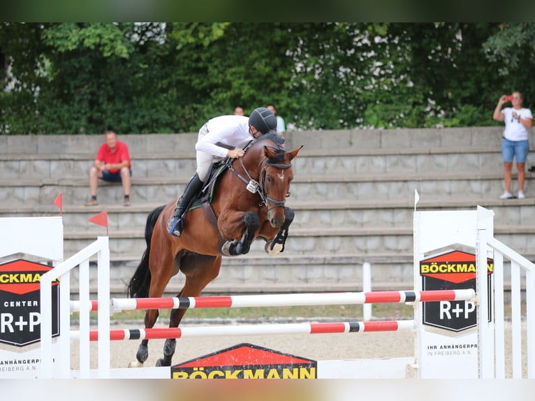 Deutsches Sportpferd Wallach 9 Jahre 175 cm Brauner in Winnenden