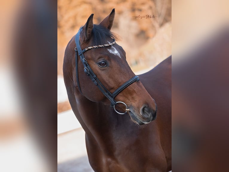 Deutsches Sportpferd Wallach 9 Jahre 175 cm Brauner in Winnenden
