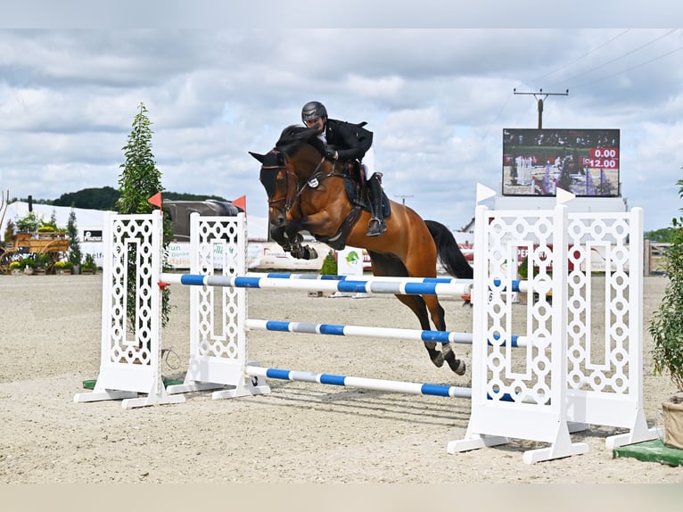 Deutsches Sportpferd Wallach 9 Jahre 175 cm Brauner in Petting