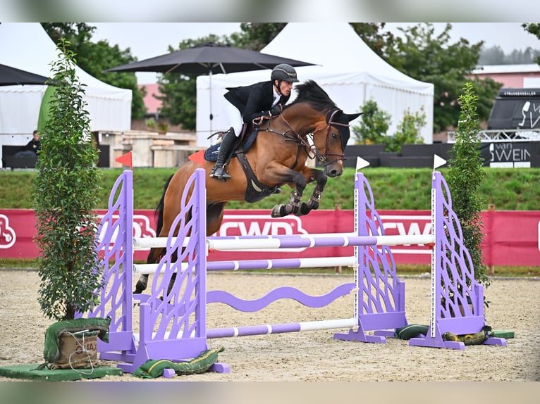 Deutsches Sportpferd Wallach 9 Jahre 175 cm Brauner in Petting