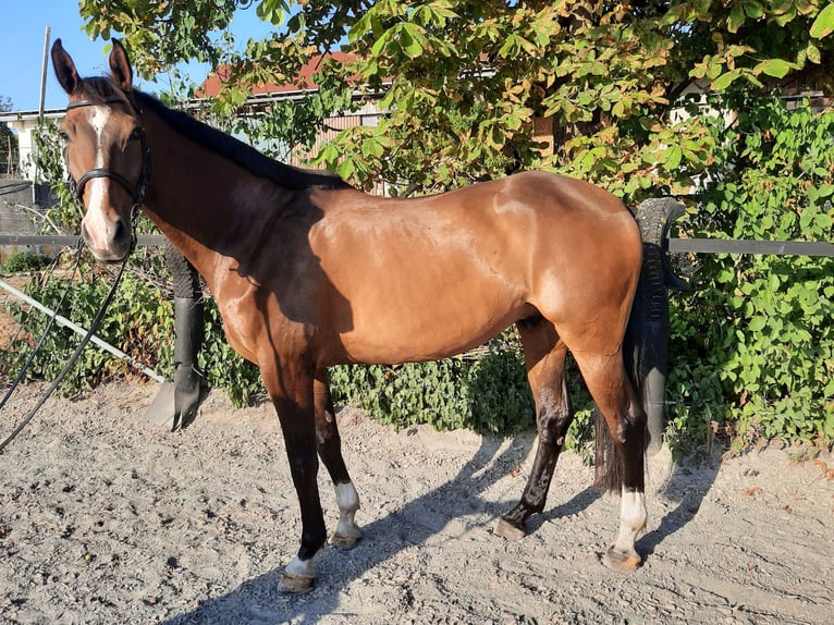 Deutsches Sportpferd Wallach 9 Jahre 175 cm Brauner in Allmannsweiler