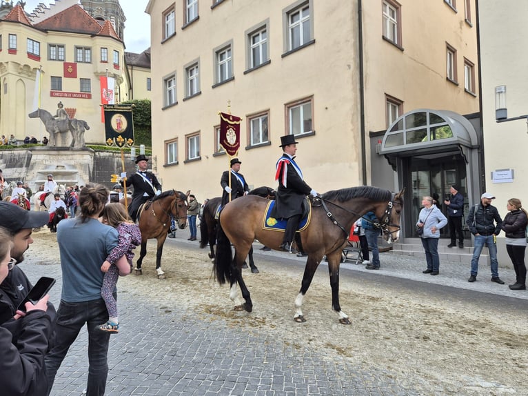 Deutsches Sportpferd Wallach 9 Jahre 175 cm Brauner in Allmannsweiler