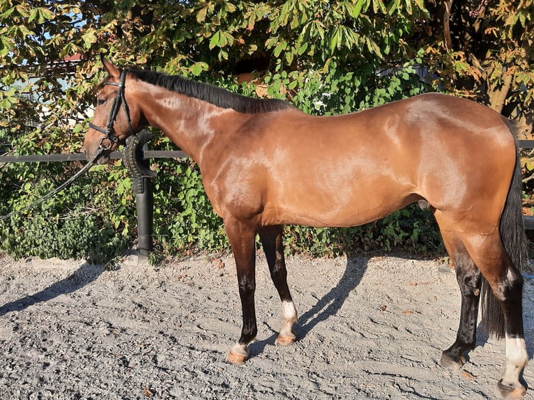 Deutsches Sportpferd Wallach 9 Jahre 175 cm Brauner in Allmannsweiler