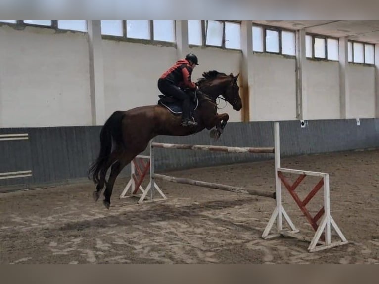 Deutsches Sportpferd Wallach 9 Jahre 175 cm Brauner in Buchhain