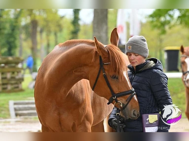 Deutsches Sportpferd Wallach 9 Jahre 175 cm Fuchs in Eberstalzell