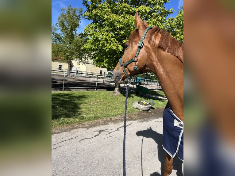 Deutsches Sportpferd Wallach 9 Jahre 175 cm Fuchs in Eberstalzell