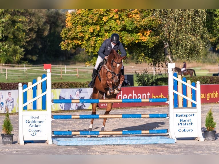 Deutsches Sportpferd Wallach 9 Jahre 175 cm Fuchs in Eich