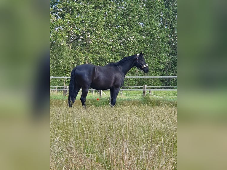 Deutsches Sportpferd Wallach 9 Jahre 175 cm Rappe in Zossen