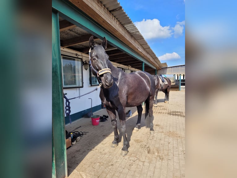Deutsches Sportpferd Wallach 9 Jahre 175 cm Rappe in Zossen
