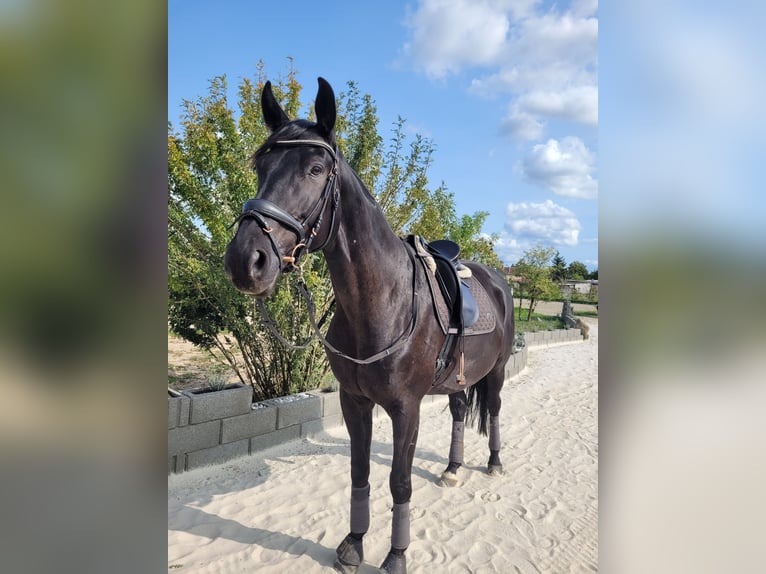 Deutsches Sportpferd Wallach 9 Jahre 175 cm Rappe in Zossen