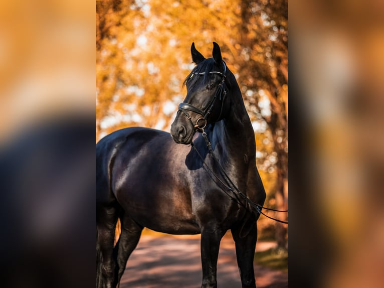 Deutsches Sportpferd Wallach 9 Jahre 175 cm Rappe in Zossen