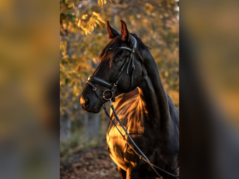 Deutsches Sportpferd Wallach 9 Jahre 175 cm Rappe in Zossen