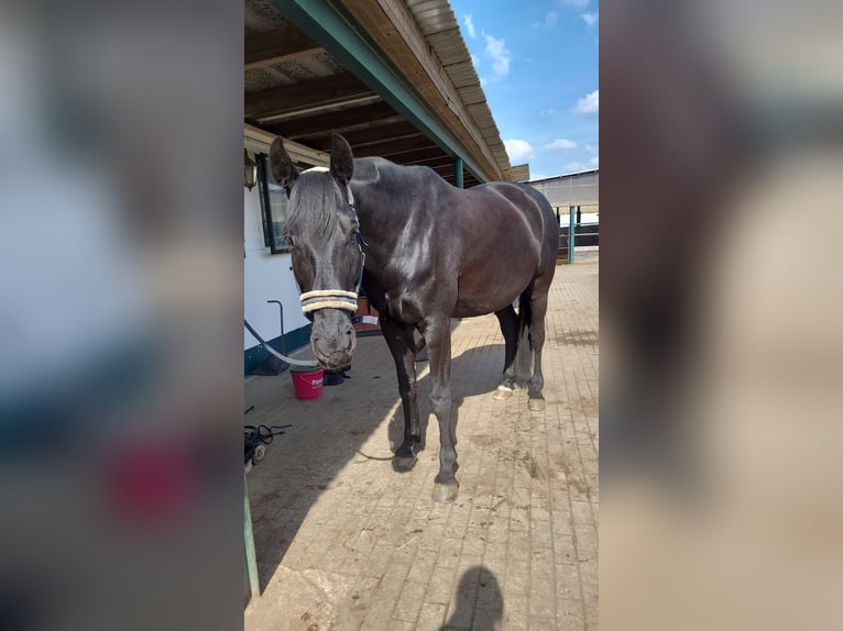 Deutsches Sportpferd Wallach 9 Jahre 175 cm Rappe in Zossen