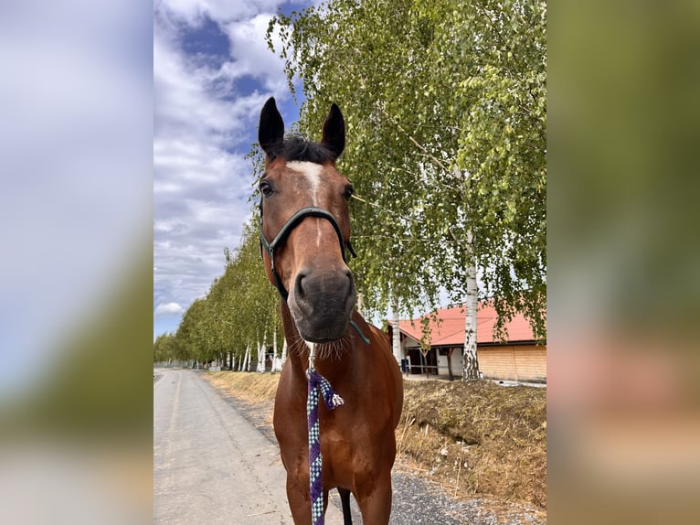 Deutsches Sportpferd Wallach 9 Jahre 176 cm Brauner in Bielsko-Biała