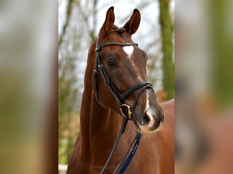 Deutsches Sportpferd Wallach 9 Jahre 176 cm Dunkelfuchs in Hamminkeln Deutsches Sportpferd Wallach 9 Jahre 176 cm Dunkelfuchs in Hamminkeln