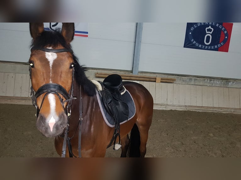 Deutsches Sportpferd Wallach 9 Jahre 177 cm Brauner in Ober-Ramstadt