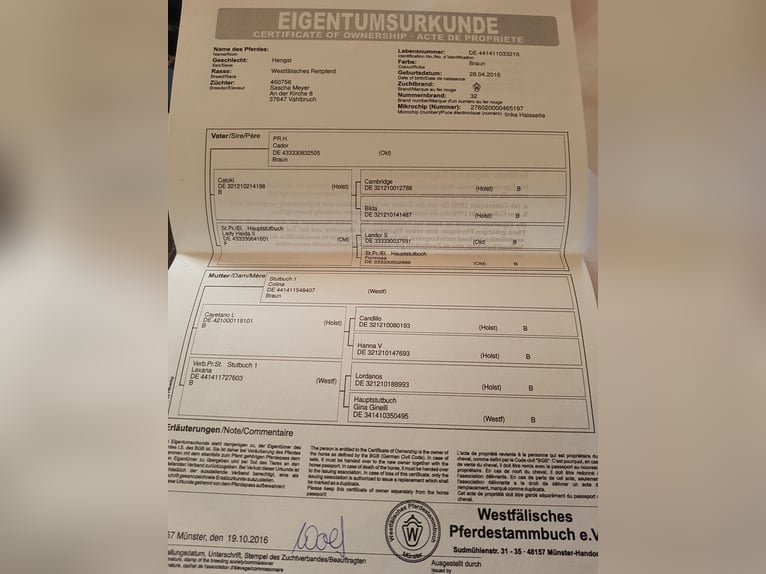 Deutsches Sportpferd Wallach 9 Jahre 177 cm Brauner in Ober-Ramstadt