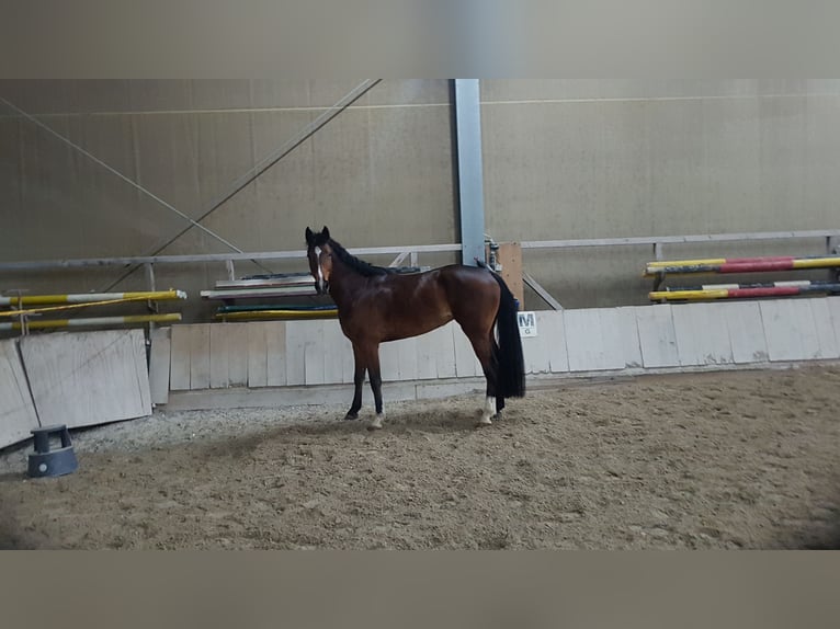 Deutsches Sportpferd Wallach 9 Jahre 177 cm Brauner in Ober-Ramstadt