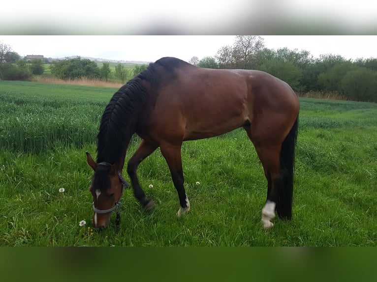 Deutsches Sportpferd Wallach 9 Jahre 177 cm Brauner in Ober-Ramstadt