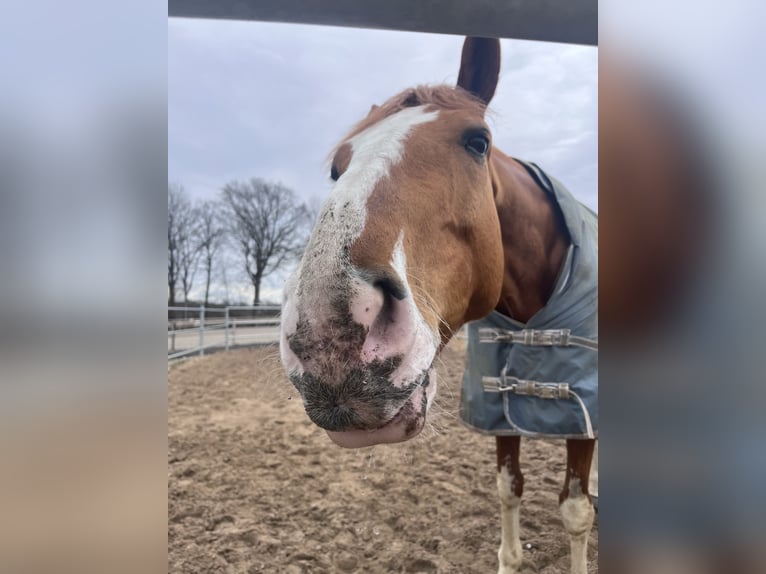 Deutsches Sportpferd Wallach 9 Jahre 177 cm Fuchs in Geestland-Bad Bederkesa