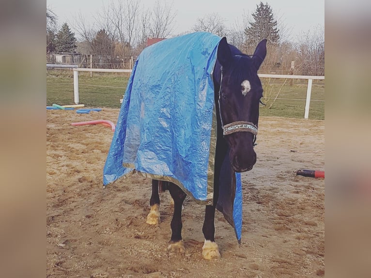 Deutsches Sportpferd Wallach 9 Jahre 177 cm Rappe in Oebisfelde
