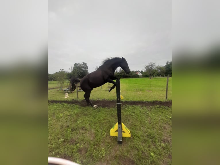 Deutsches Sportpferd Wallach 9 Jahre 177 cm Rappe in Oebisfelde