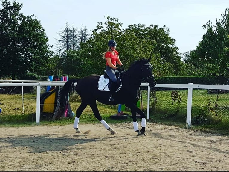 Deutsches Sportpferd Wallach 9 Jahre 177 cm Rappe in Oebisfelde