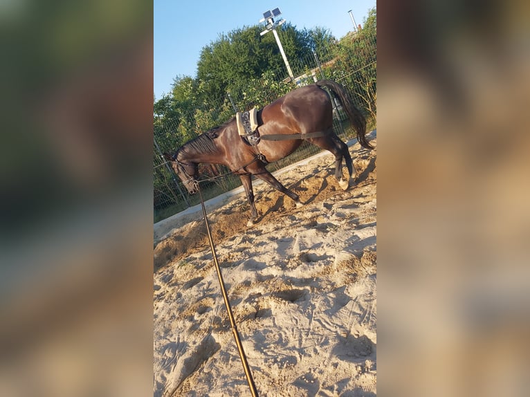 Deutsches Sportpferd Wallach 9 Jahre 177 cm Rappe in Oebisfelde
