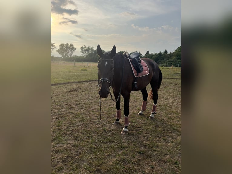 Deutsches Sportpferd Wallach 9 Jahre 177 cm Rappe in Oebisfelde