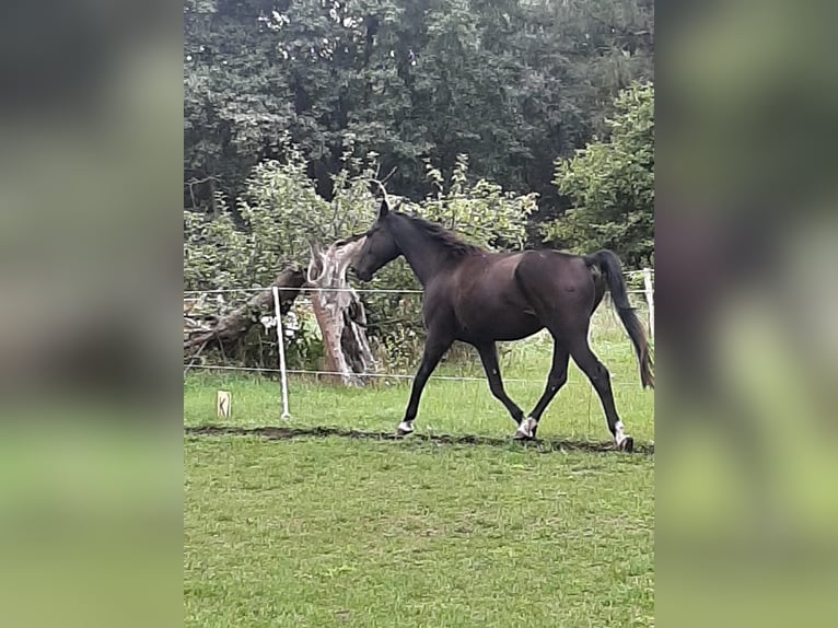 Deutsches Sportpferd Wallach 9 Jahre 177 cm Rappe in Oebisfelde