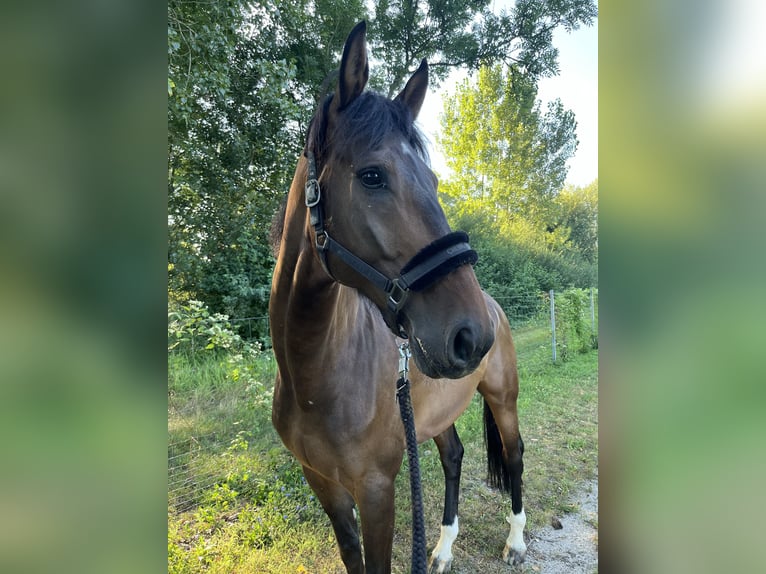 Deutsches Sportpferd Wallach 9 Jahre 178 cm Brauner in Reichertshofen