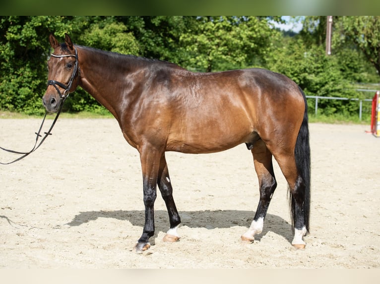 Deutsches Sportpferd Wallach 9 Jahre 178 cm Brauner in Butzbach