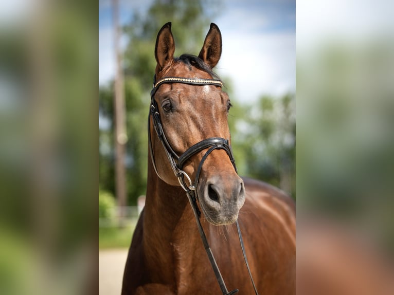 Deutsches Sportpferd Wallach 9 Jahre 178 cm Brauner in Butzbach