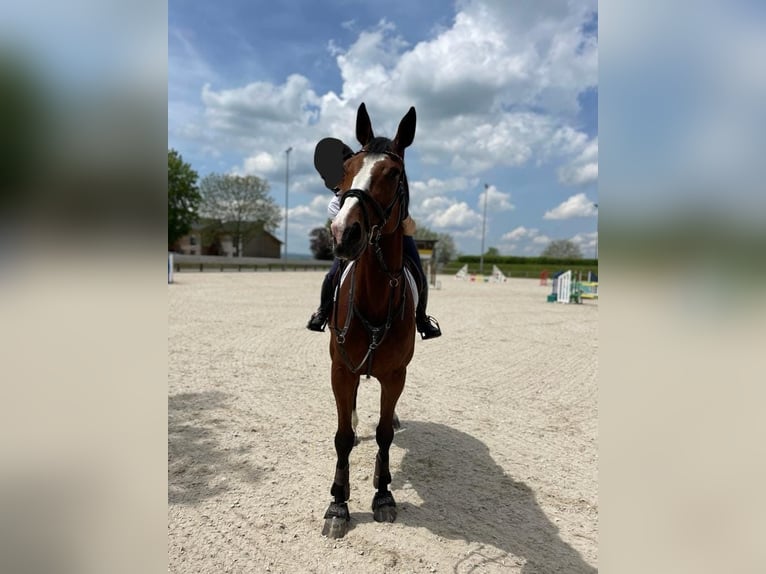 Deutsches Sportpferd Wallach 9 Jahre 178 cm Brauner in Rheinfelden