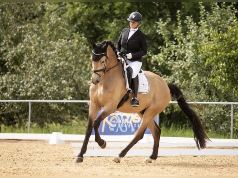 Deutsches Sportpferd Wallach 9 Jahre 178 cm Buckskin in Neumarkt in der Oberpfalz