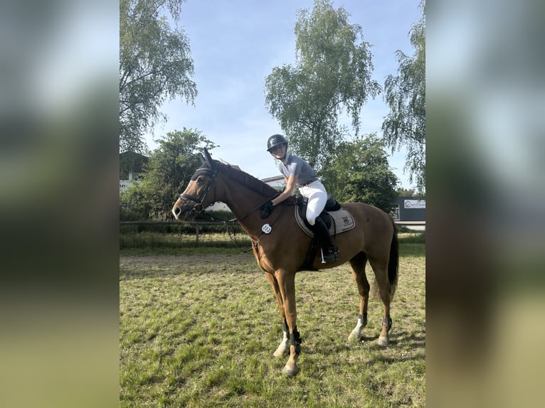 Deutsches Sportpferd Wallach 9 Jahre 178 cm Fuchs in Aurach