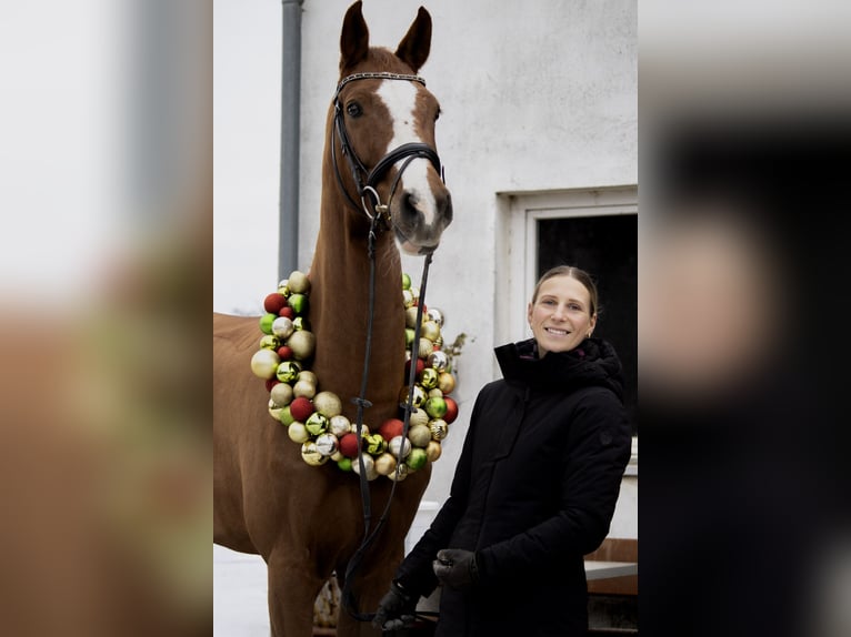 Deutsches Sportpferd Wallach 9 Jahre 178 cm Fuchs in Aurach