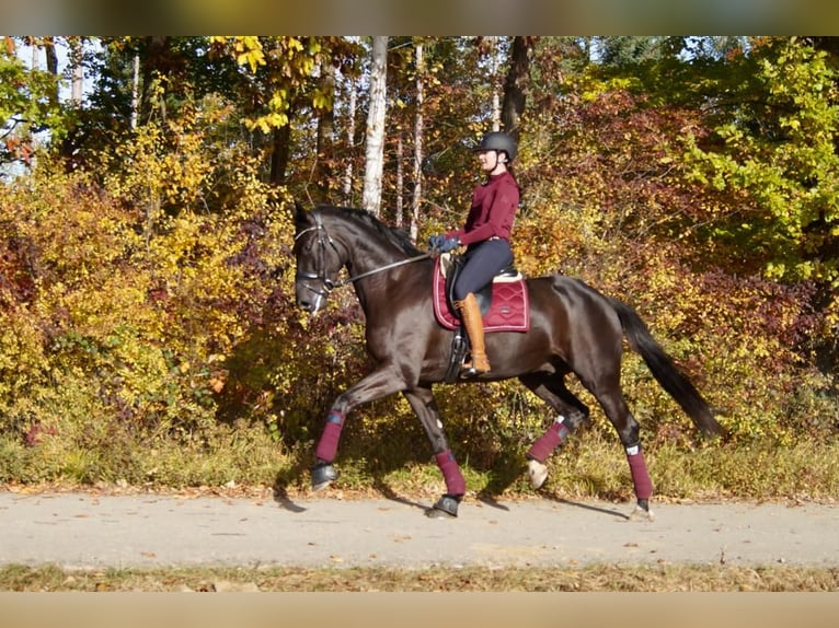 Deutsches Sportpferd Wallach 9 Jahre 178 cm Rappe in Karlsruhe