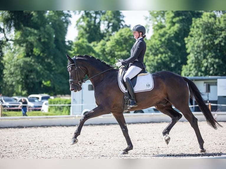 Deutsches Sportpferd Wallach 9 Jahre 178 cm Rappe in Karlsruhe