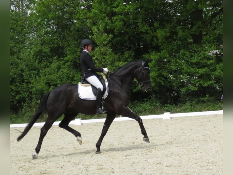 Deutsches Sportpferd Wallach 9 Jahre 178 cm Rappe in Karlsruhe
